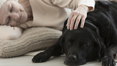 Pet Attorney Cohen on Emotional Support Animals