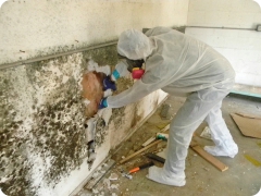 Removing mold from walls