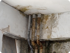 mold around piping in basement